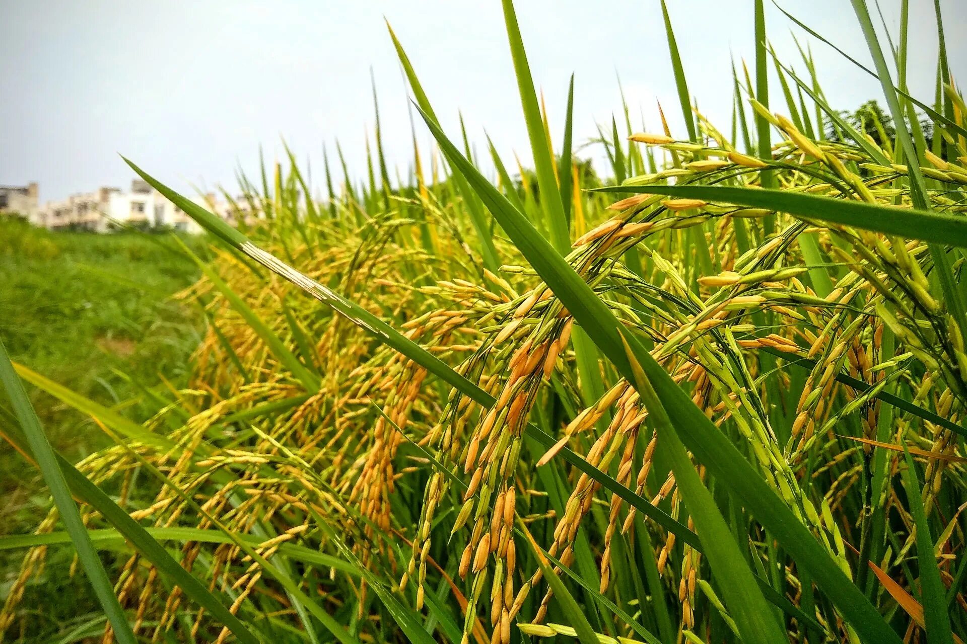 Natural farming. Paddy рис. Рисовые поля. Трава на рисовом поле. Спелое рисовое поле.