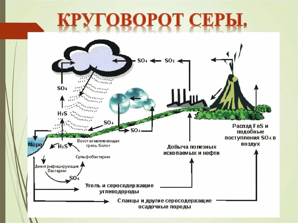 Роль микроорганизмов в круговороте серы. Круговорот углерода в биосфере. Круговорот веществ серы схема. Схема круговорота углерода и серы. Круговорот азота углерода фосфора.