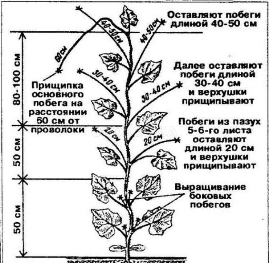 Надо ли у огурцов. Схема пасынкования огурцов. Огурцы прищипывание в теплице схема. Огурцы пасынкование и прищипывание в теплице. Пасынковать огурцы в теплице.