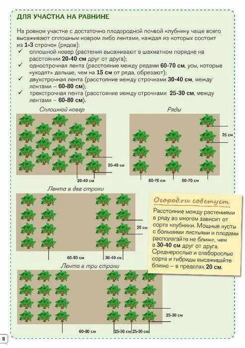 На каком расстоянии сажать сад. Схема посадки клубники весной в открытый грунт. Схема посадки смородины. Посадка черной смородины схема посадки. Схема посадки малины в два ряда.