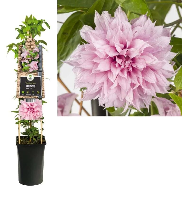 Pin auf Spezialisierte Clematis Baumschule W. Kruse