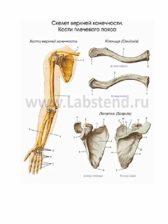 Кости верхней конечности. Скелет пояса верхних конечностей. Плечевой пояс и скелет верхних конечностей. Фронтальный разрез плечевого пояса.