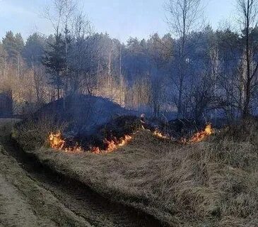 Очевидцы лес
