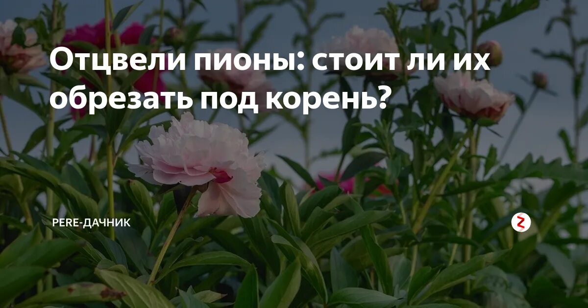 Как правильно подрезать пионы. Пионы отцвели. обрезать отцветшие пионы. пионы после цветения. обрезка пиона.