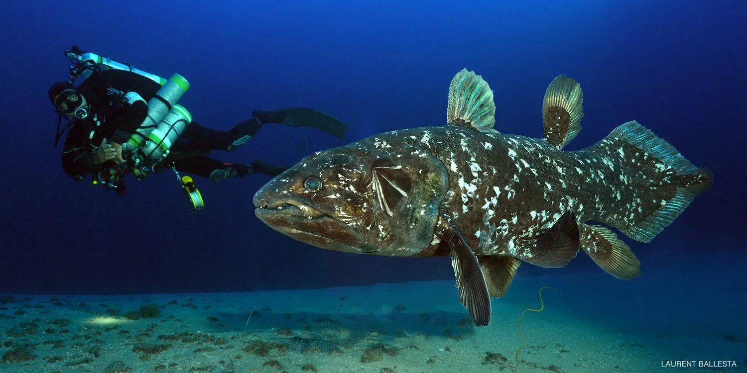 целакант рыба латимерия. Latimeria menadoensis. целакант рыба латимерия. латимерия какая рыба. южно африканская латимерия.