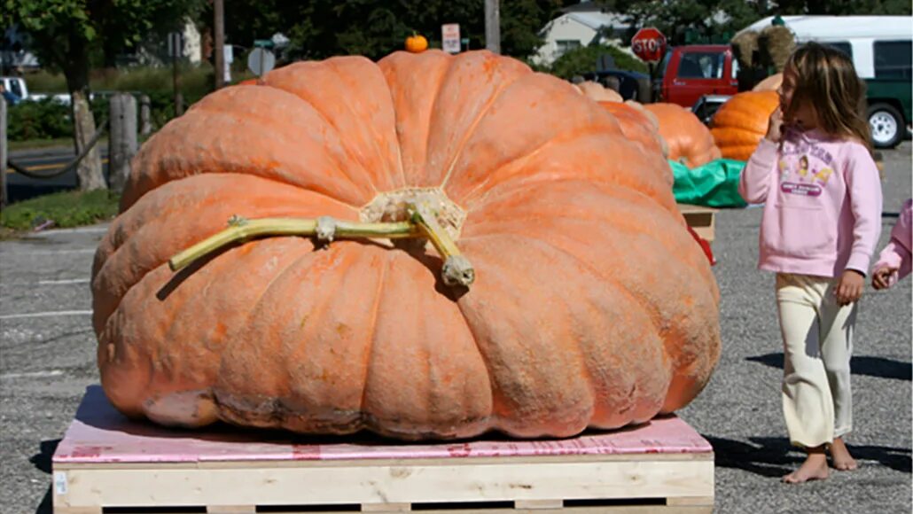Человек тыква. You could be pumpkin. Тыква крупноплодная хэллоуин. Fresh pumpkin. Тыква оранжевая.