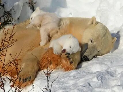 Медведица с медвежатами во сне