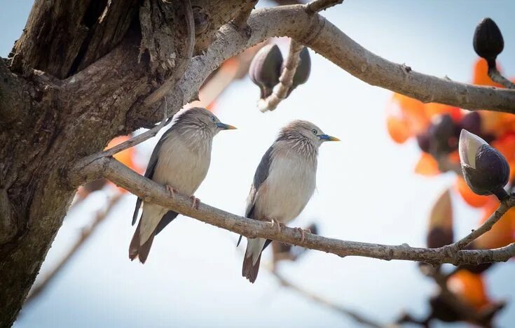 птицы весной: 23 тыс изображений найдено в Яндекс.Картинках Animals, Birds, Imag