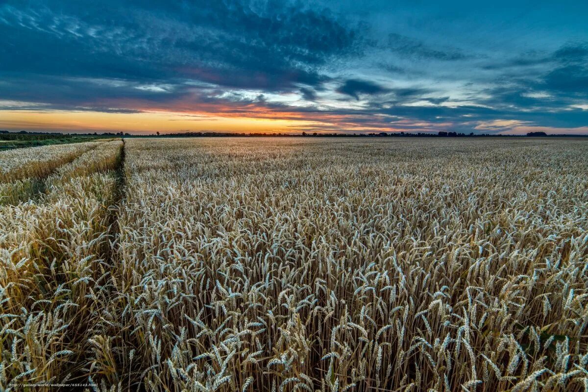 Погода в пшеничном. Поле пшеницы. Поле с колосками. В поле. Поле рожь.