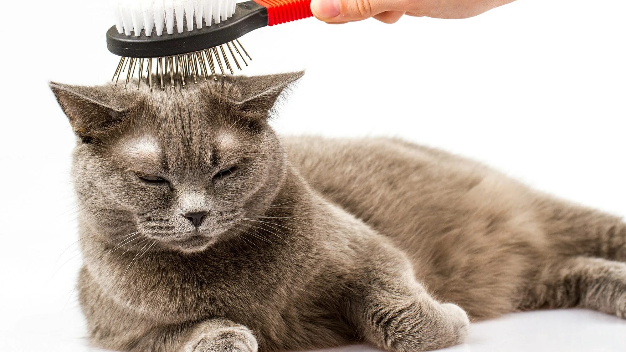 Кошку расчесывают. Кота причесывают. Кошачья шерсть. Расчесывание кошки. Кота причесывают.