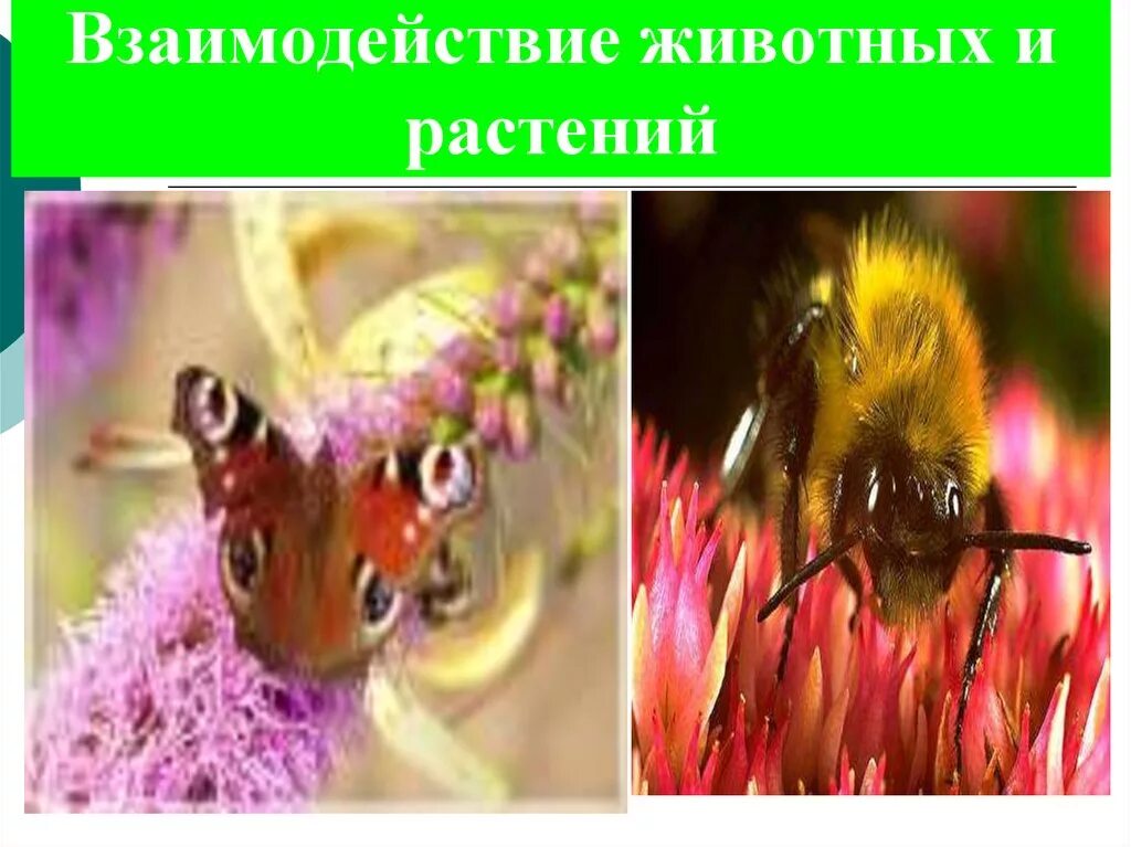 Пример взаимоотношений растений и животных. Взаимоотношения растений и животных. взаимодействие растений и животных. взаимодействие между растениями и животными. взаимоотношения животного и растения.