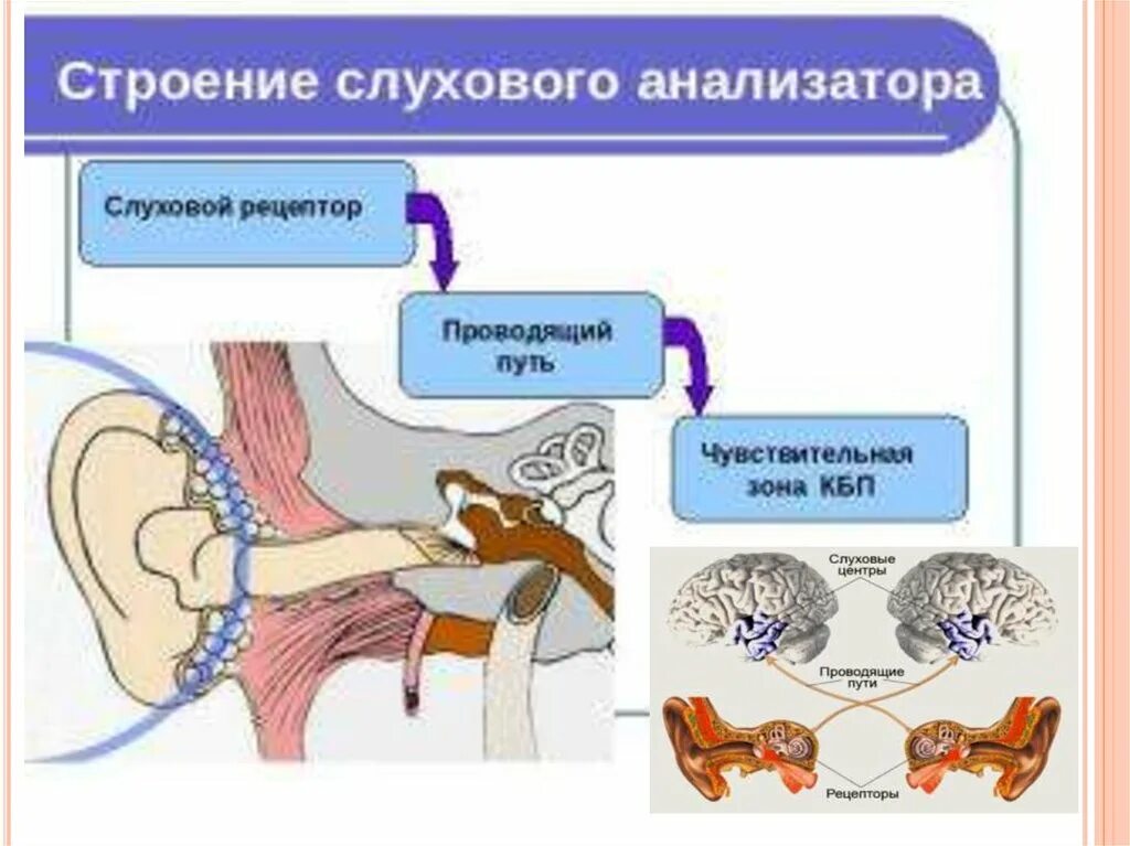 Слуховой анализатор слухового рецептора. Рецепторы слухового анализатора рецепторы слухового анализатора. Слуховой анализатор. Проводящий путь слухового анализатора. Строение рецепторов слухового анализатора. Понятие слухового анализатора