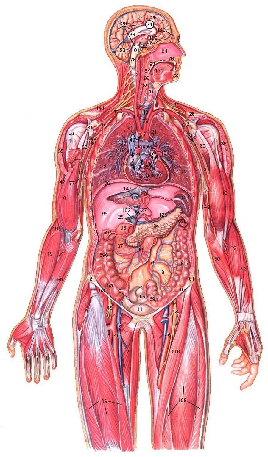 Отдельные органы человека. Человеческое тело. Организм человека. Человеческий организм.