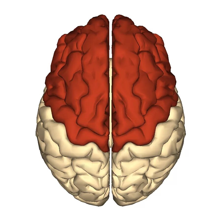Мозг лобная теменная. Frontal Lobe. Лобные и теменные доли головного мозга.