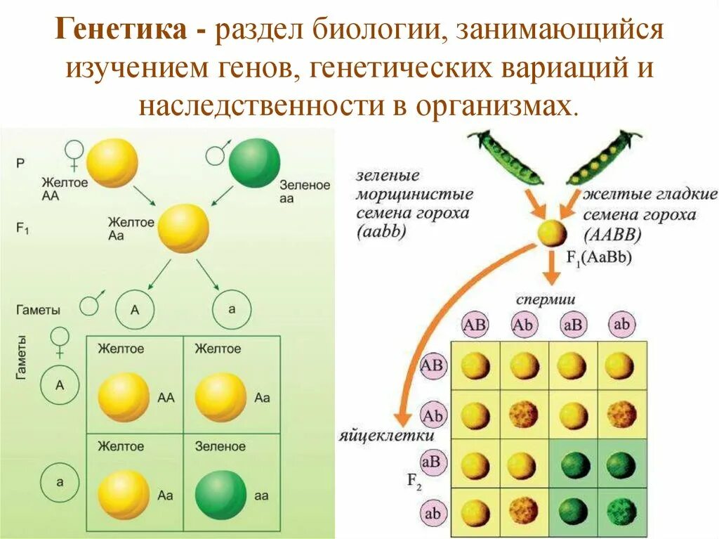 Ген биология 9 класс. Генетика биология. Генетика разделы биологии. Генетика наследственность. Генетика - это раздел биологии, изучающий ....