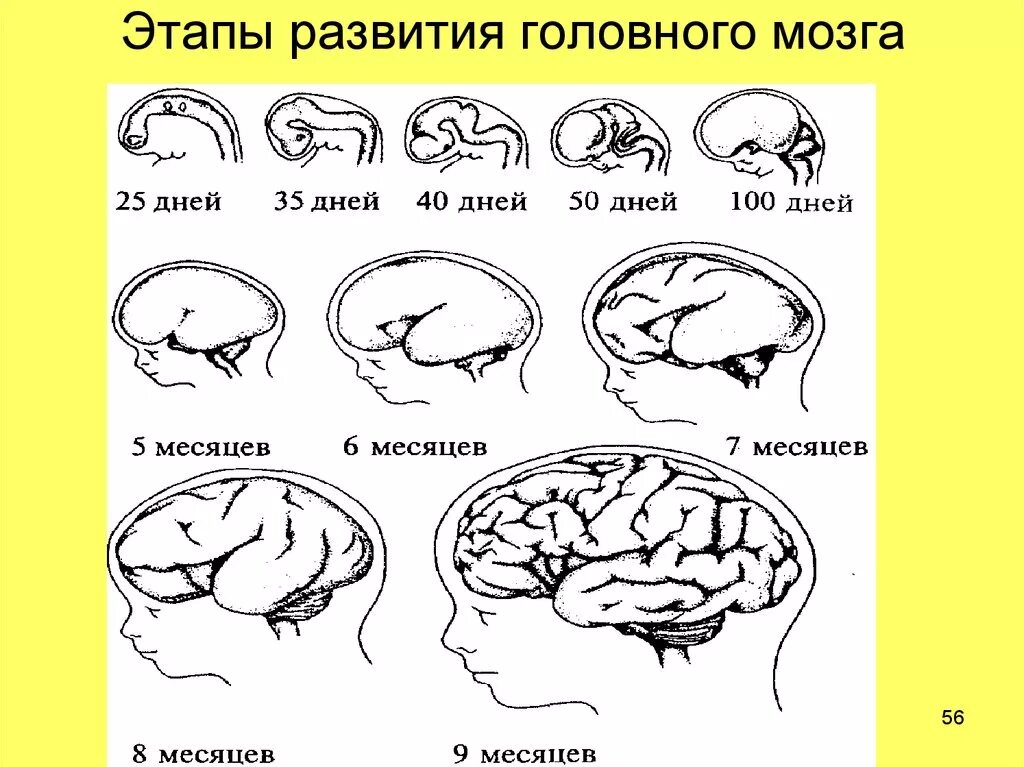 Развитие мозга возраст. Стадии раннего развития головного мозга. Схему развития головного мозга человека. Этапы онтогенетического формирования мозга последовательно. Развитие головного мозга в постнатальный период..