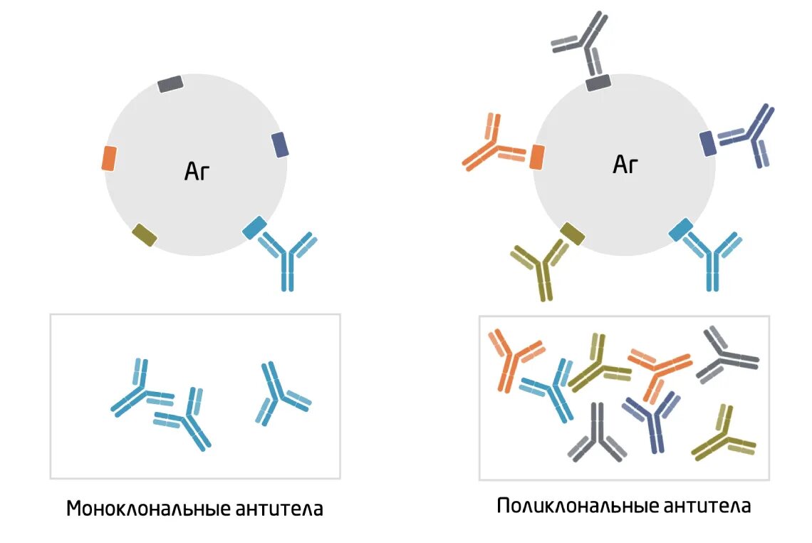 Моноклональные и поликлональные антитела. Рекомбинантных моноклональных антител. Схема получения моноклональных антител иммунология. Производство моноклональных антител. Клон антитела