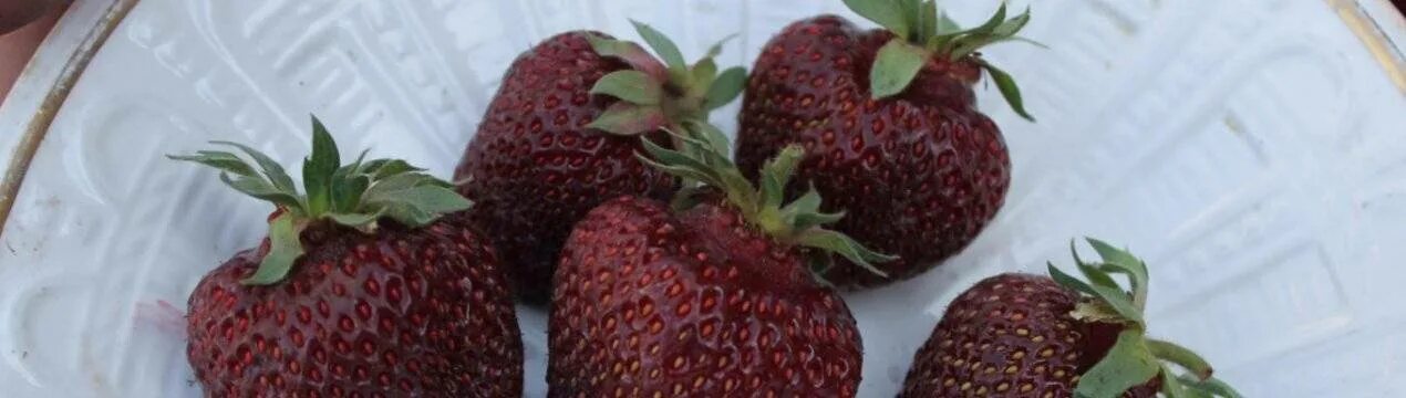 Сорт клубники бордового цвета. Клубника блэк свон. сорт клубники блэк-свон. сорт клубники черный лебедь.
