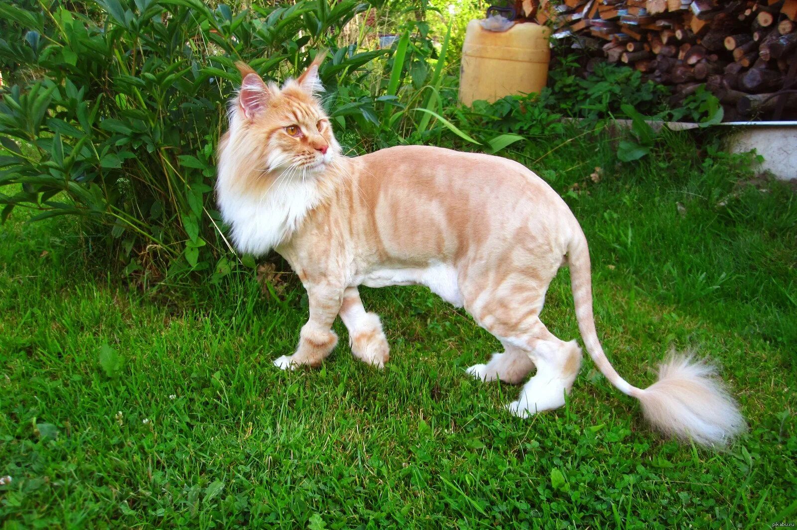 стрижка мейн куна подо льва. мейкун рыжий стртженный. выставочный груминг мейн куна. можно ли стричь кунов. грумминг мейн куна.