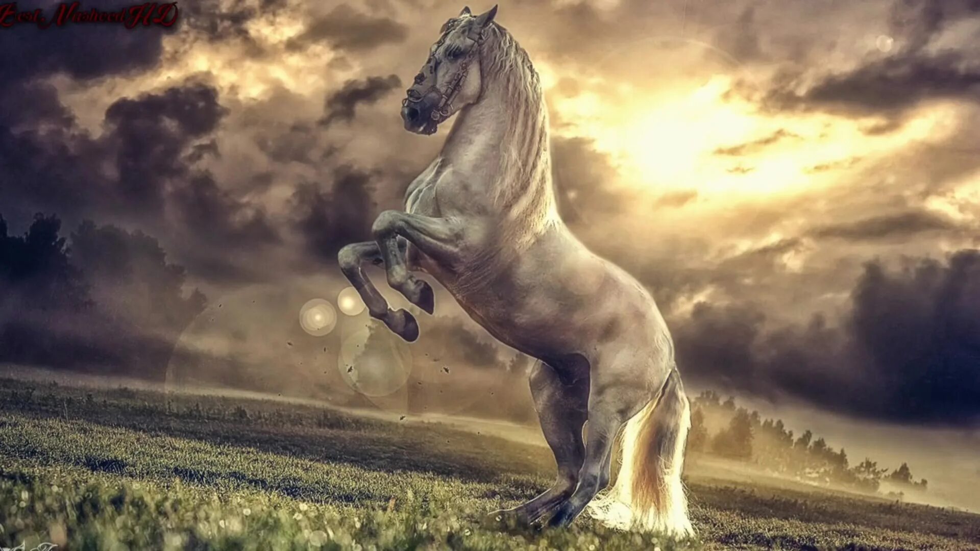 Красивые нашиды. Нашиды мощные. Наследие нашиды. Нашиды 2022. Мощный нашид.