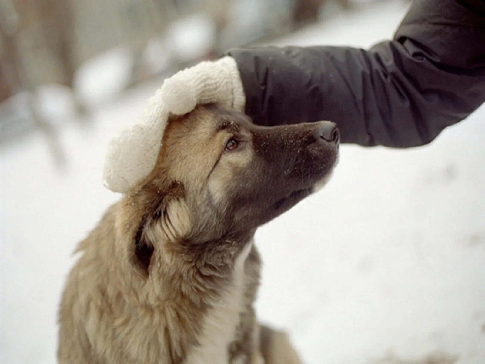 Собака зимой на улице. Бездомные собаки. Собака дворняжка. Гладит собаку. Дворняжка при встрече сразу лапу подает