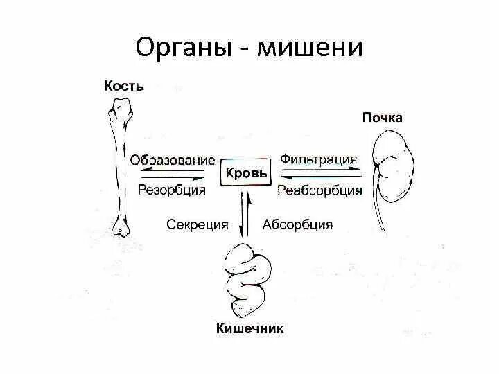 5 органы мишени. Органы мишени эндокринной системы. Тироксин клетки органы мишени. Физиология эндокринной системы лекция.