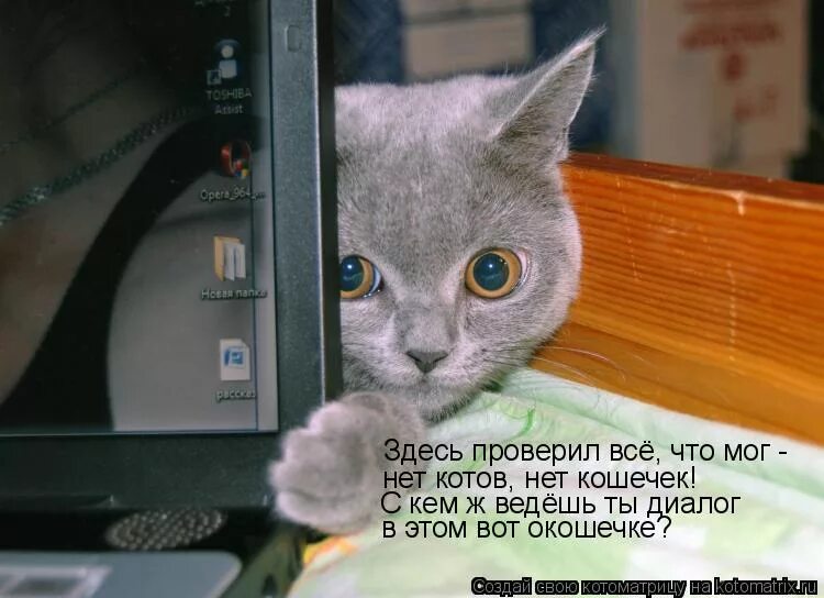 Говорящие смешные кошки. Кот в интернете. Коты на работе. Кот когда вы уйдете на работу. Коты и интернет.