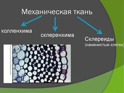 Механические ткани в каких частях крапивы