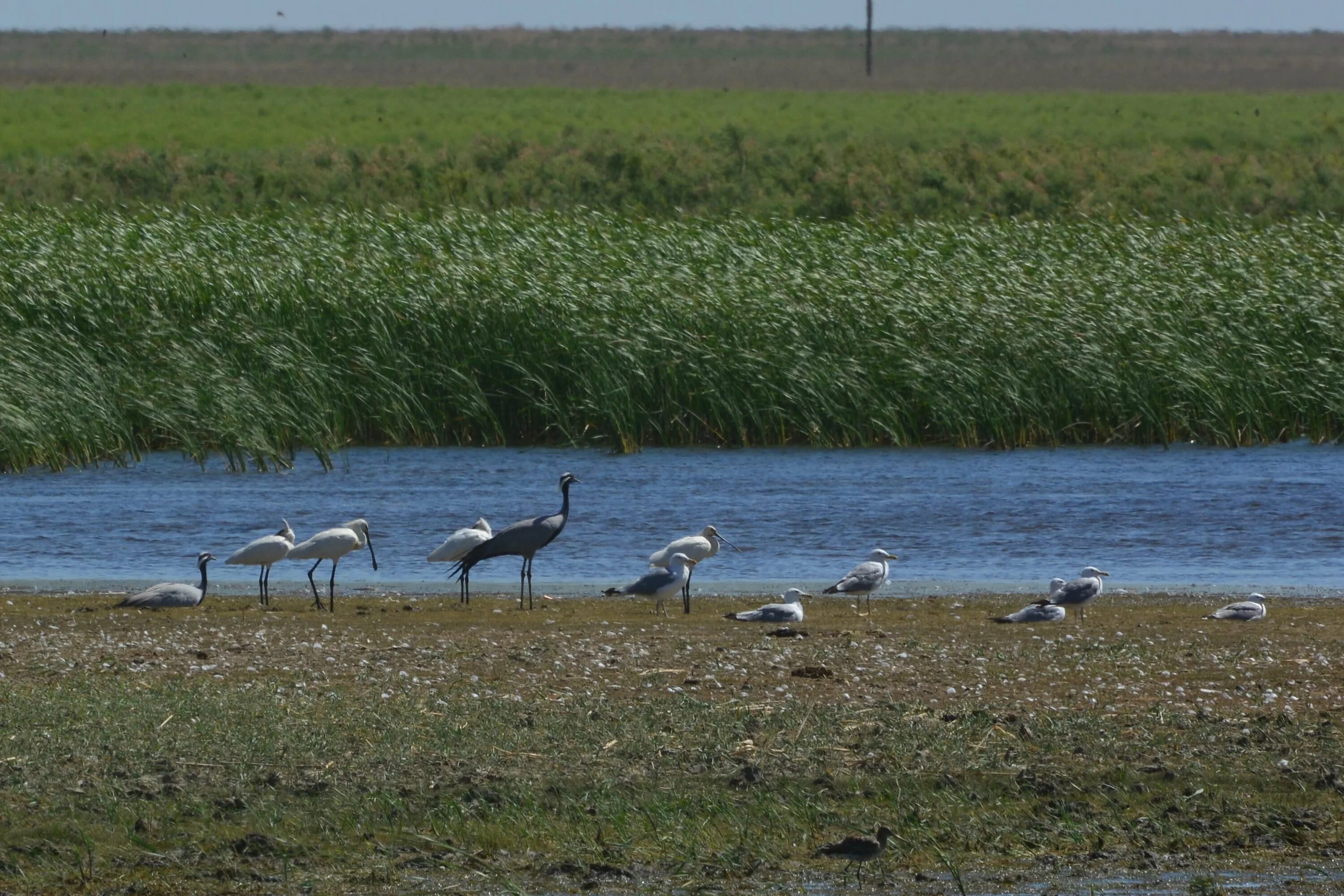 ростов-поселок степной курган. гисметео степной курган ростовская область. поселок степной курган ростовская область. моу сош 82 степной курган сальский район выпуск. дом культуры посёлок степной курган.