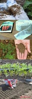 Посадка семян моркови весной