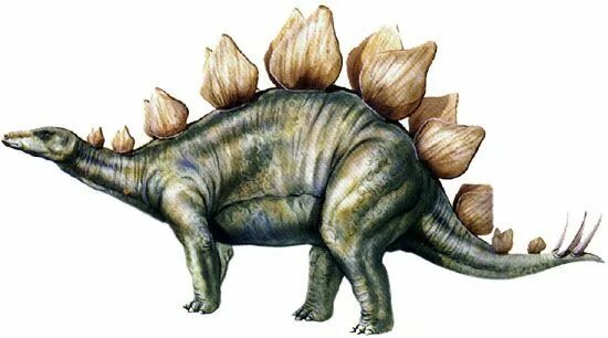 Травоядные динозавры Стегозавр. Стегозавр с шипами на спине. Травоядный динозавр с шипами на спине. Хвост Стегозавра. Травоядные динозавры с шипами
