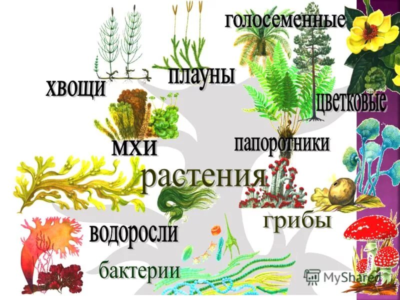 моховидные папоротниковидные голосеменные. мхи водоросли папоротники голосеменные. разнообразие растений на земле. плауны хвощи папоротники. мхи , папоротникообразные , голосеменные , покрытосеменные.