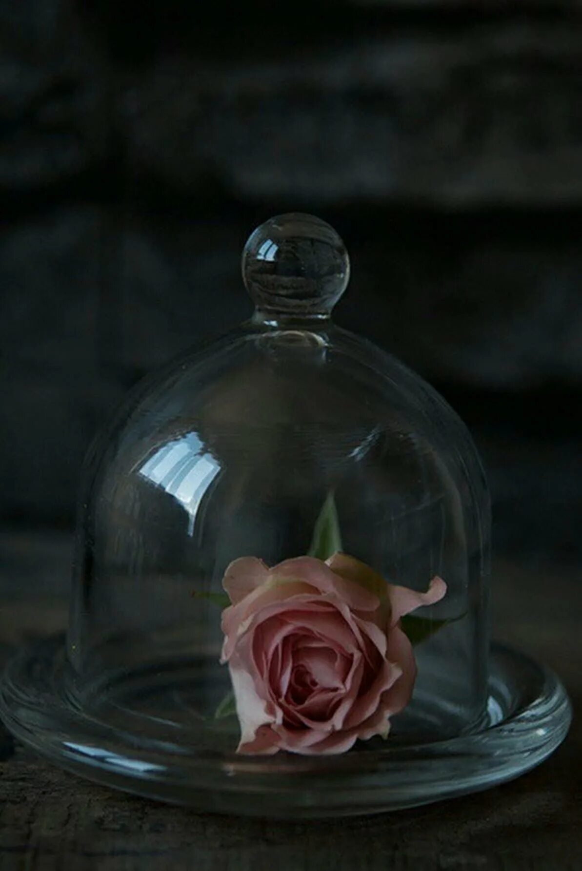 Под колпаком отзывы. Клош с розой. Стеклянный колпак. Цветы в куполе стеклянном.