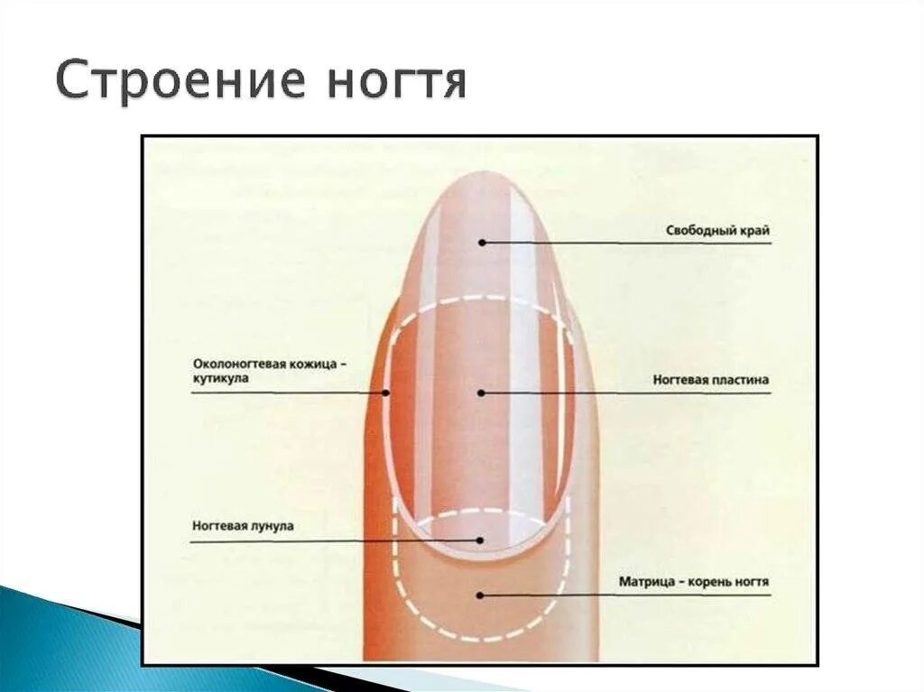 Корни ногтей находятся. Строение ногтя ногтевое ложе. Строение ногтя механизм роста ногтя. Строение ногтя Матрикс корень ногтя. Строение матрикса ногтя.