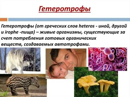 Гетеротрофы определение биология