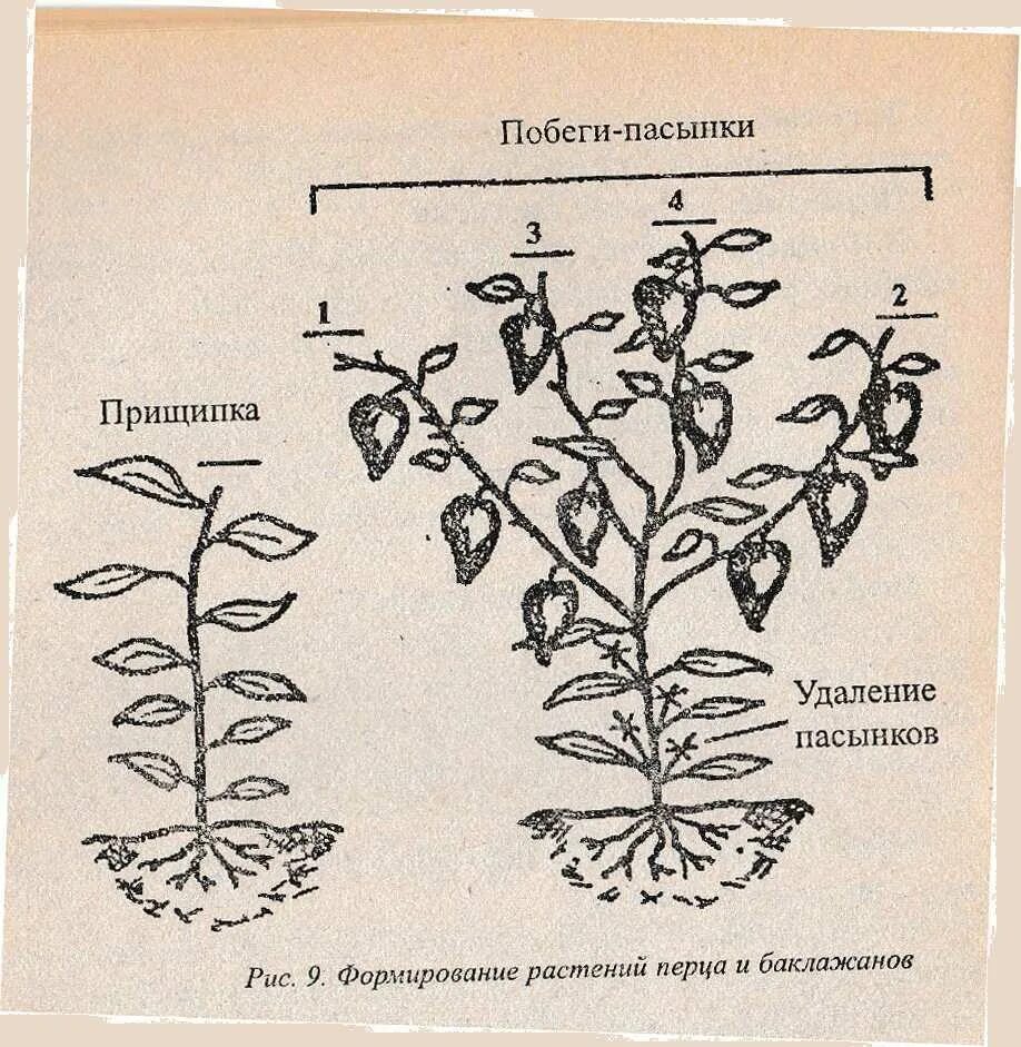 Обрезают ли перцы. Схема пасынкования перца. Схема пасынкования перца в открытом грунте. Пасынкование перцев в открытом грунте схема. Схема формировки перца.