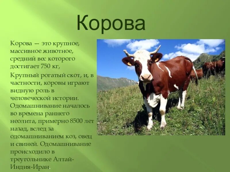 Домашние животные сообщение 2 класс окружающий. Сообщение о корове. доклад про корову. краткая информация о корове. домашние животные корова информация.