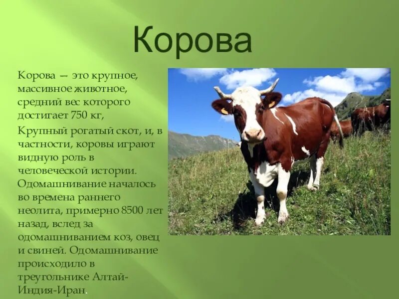 Текст про корову. Корова для презентации. Сообщение о корове. Доклад про корову. Корова краткая информация.