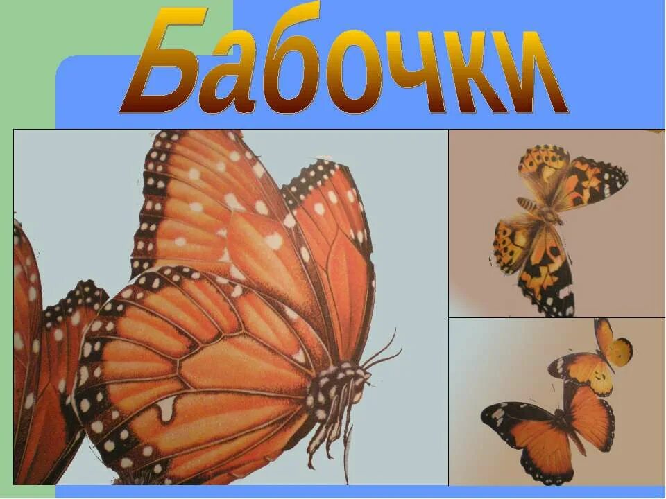 Проект про бабочек. Презентация ночные бабочки. Бабочки 7 класс. Презентация на тему бабочки. Бабочки для презентации.