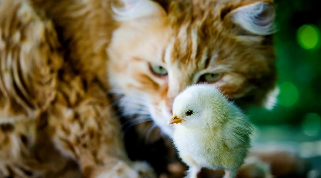 Mad Cat hates birds that he is not allowed to eat! Unlikely animal friends, Anim