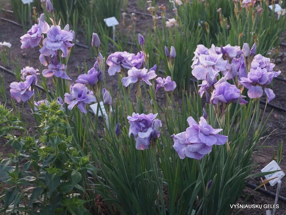 Ирис bratislavan. Ирис сибирский империал опал. Ирис империал гуард. Ирис сибирский пинк парфейт. Ирис сибирский империал опал.