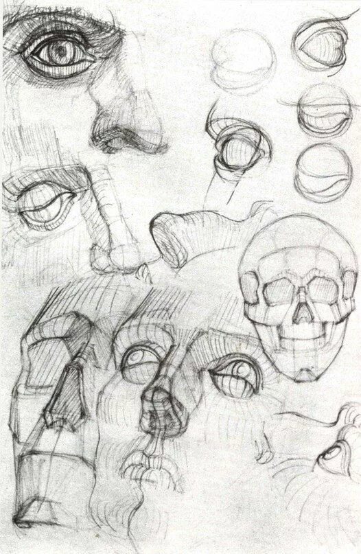 Академический рисунок уроки. Готфрид Баммес. Готфрид Баммес голова. Готфрид Баммес анатомия головы. Готфрид Баммес пластическая анатомия.