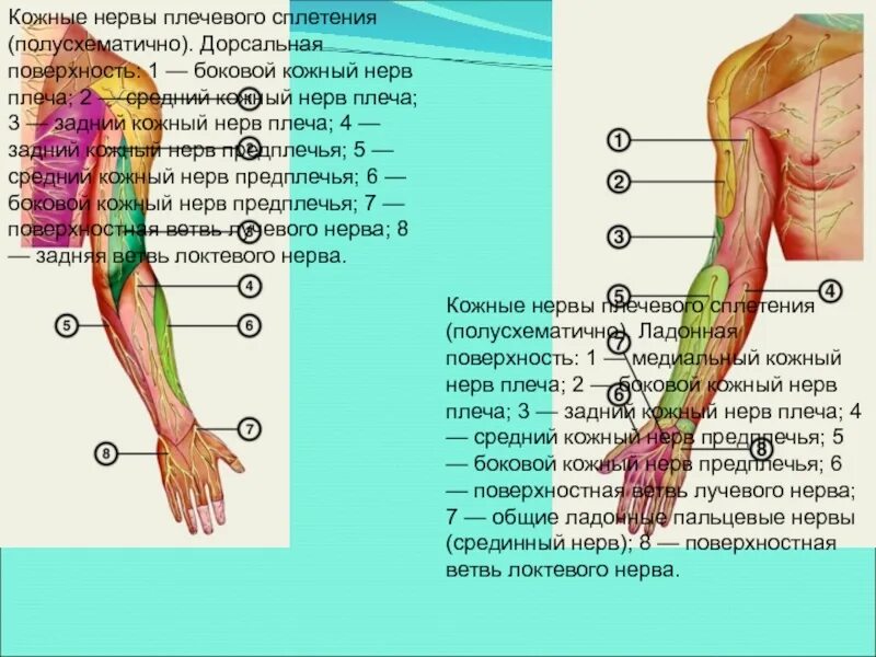 Кожно нервные. Медиальный кожный нерв плеча. Латеральный кожный нерв плеча. Задний кожный нерв. Верхний латеральный кожный нерв плеча.