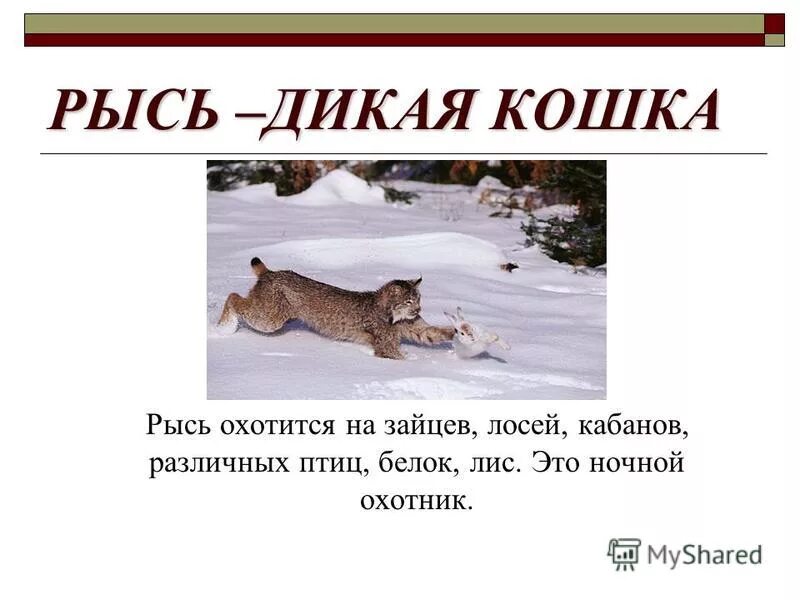 Презентация на тему Рысь. Рысь презентация 2 класс. Информация о рыси. Сообщение о рыси. Рысь презентация