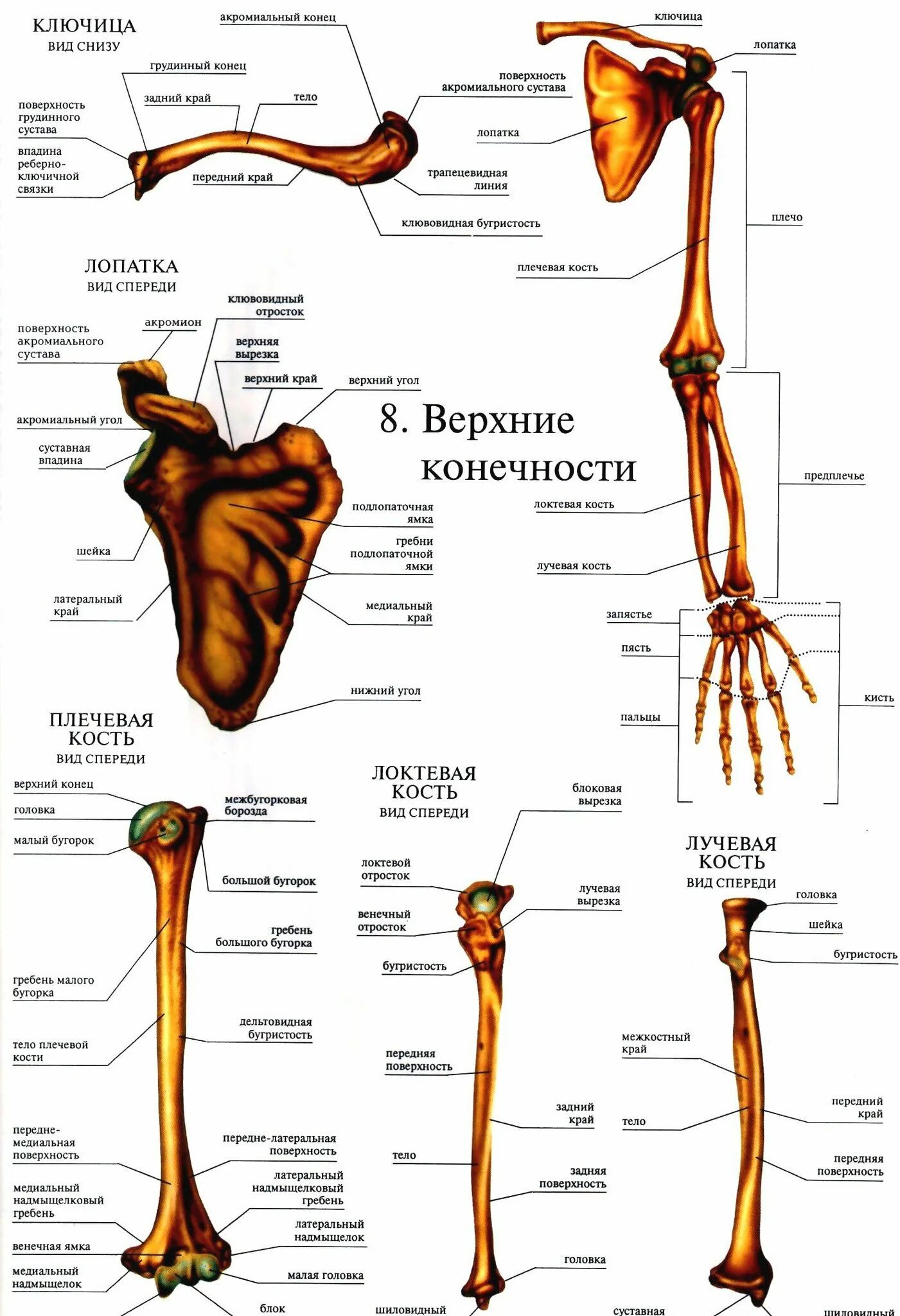 Анатомия кости верхней конечности. Пояс верхних конечностей человека анатомия. Кости верхних конечностей человека анатомия на латинском и русском. Кости верхних конечностей человека анатомия. Скелет плечевого пояса и свободной верхней конечности.