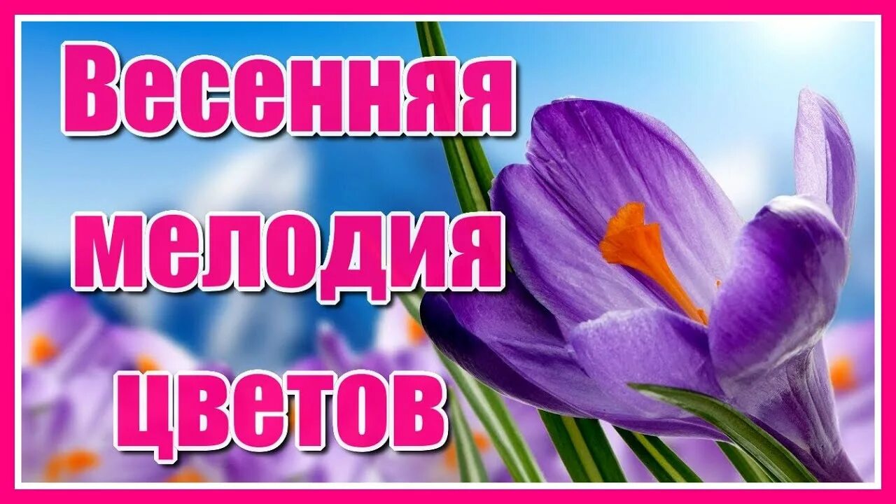 Весенние рингтоны на телефон. Весенняя мелодия. Melody Spring цветок.