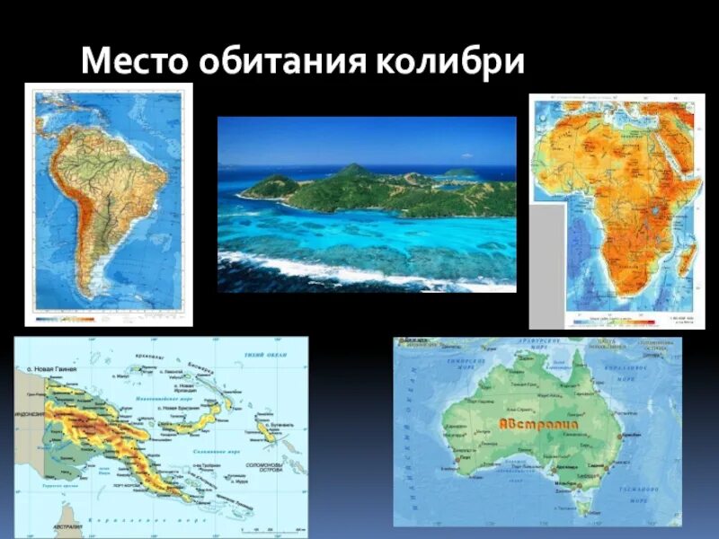 Место обитания колибри. Колибри ареал. Колибри размер. Места обитания колибри на карте. Колибри место обитания.