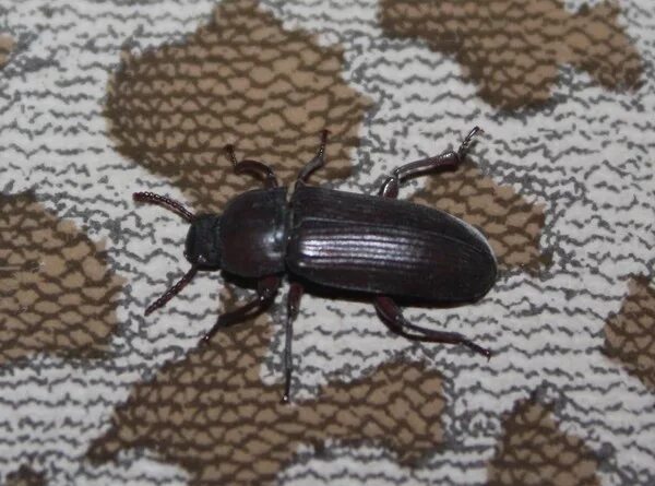 Триба Dorcadionini: Dorcadion (Acutodorcadion) mystacinum rufidens Jakovlev, 190