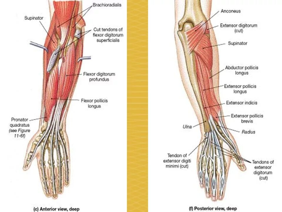 M extensor digitorum. Разгибатель пальцев m. extensor digitorum. m extensor digitorum longus анатомия. разгибатель пальцев- musculus extensor digitorum. musculus extensor digiti indicis.