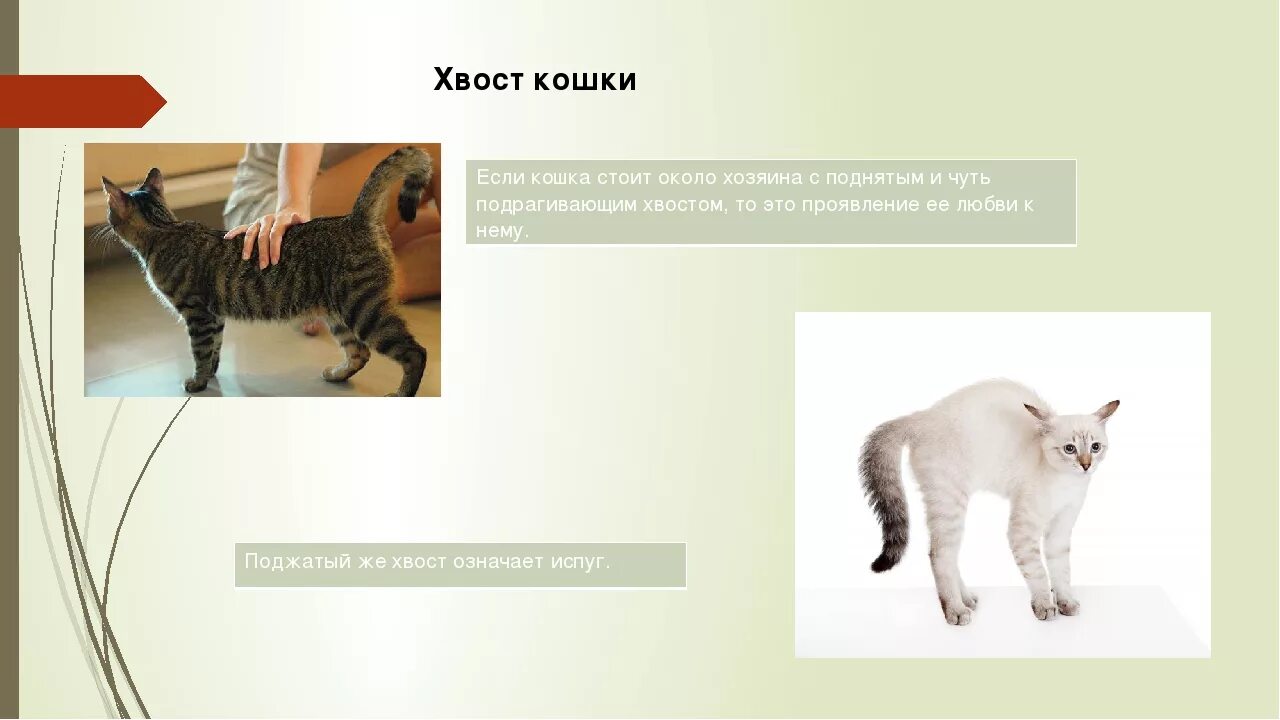 Почему кошки поднимают хвост. Функции хвоста у кошек. зачем кошкам нужен хвост. какую роль играет хвост у кошки. у кота дрожит хвост.